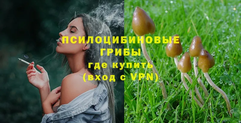 Галлюциногенные грибы Psilocybine cubensis  закладка  Клин 